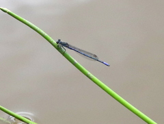 Pseudagrion draconis