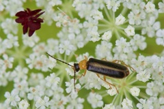 Rhagonycha
