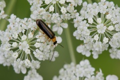 Rhagonycha