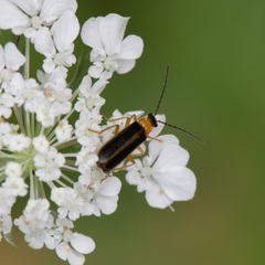 Rhagonycha