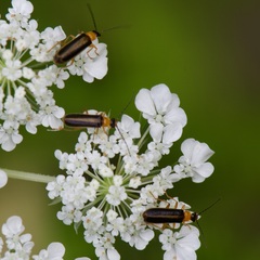 Rhagonycha
