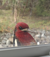 Sphyrapicus ruber