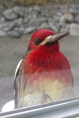 Sphyrapicus ruber