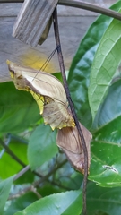 Papilionidae