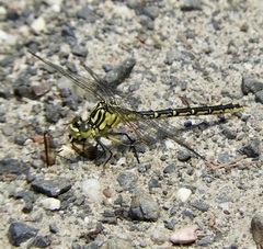 Austrogomphus guerini