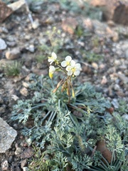 Chylismia claviformis