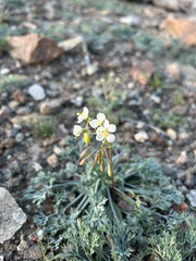 Chylismia claviformis