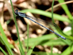 Pseudagrion kersteni