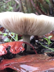 Melanoleuca