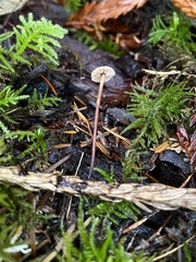 Paragymnopus sequoiae