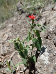 Oxypetalum coccineum