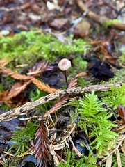 Paragymnopus sequoiae