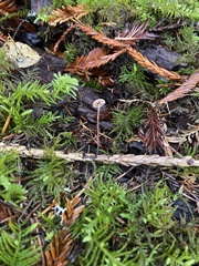 Paragymnopus sequoiae