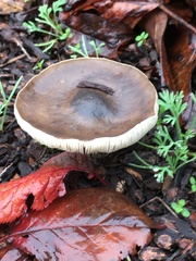 Melanoleuca