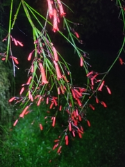 Russelia equisetiformis