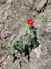 Oxypetalum coccineum