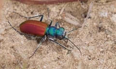 Cicindela scutellaris