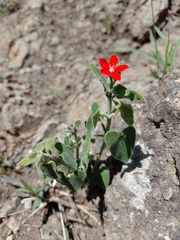 Oxypetalum coccineum