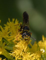 Philanthus gibbosus
