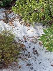 Sceloporus woodi