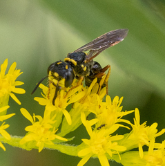 Philanthus gibbosus