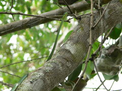 Hapsidophrys smaragdinus