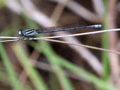 Pseudagrion kersteni