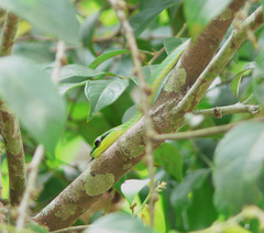 Hapsidophrys smaragdinus