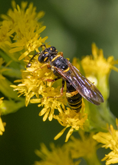 Philanthus gibbosus