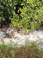 Sceloporus woodi