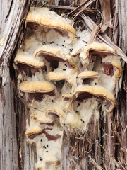 Subantrodia juniperina