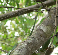 Hapsidophrys smaragdinus