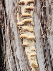 Subantrodia juniperina