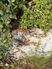 Sceloporus woodi