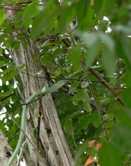 Hapsidophrys smaragdinus