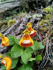 Calceolaria uniflora