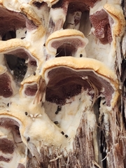 Subantrodia juniperina