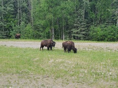 Bison bison athabascae
