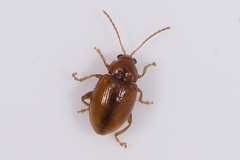 Neocrepidodera