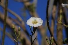 Ipomoea intrapilosa