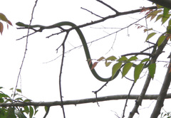 Hapsidophrys smaragdinus