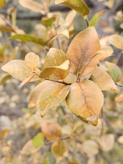 Forestiera reticulata