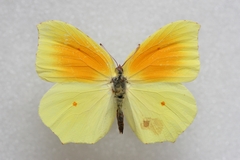 Gonepteryx cleopatra cleopatra