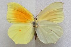 Gonepteryx cleopatra cleopatra