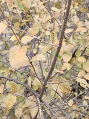 Forestiera reticulata