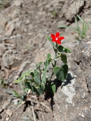 Oxypetalum coccineum