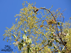 Plagianthus regius