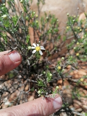 Cymbopappus adenosolen