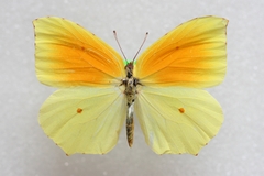 Gonepteryx cleopatra cleopatra