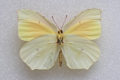 Gonepteryx cleopatra cleopatra